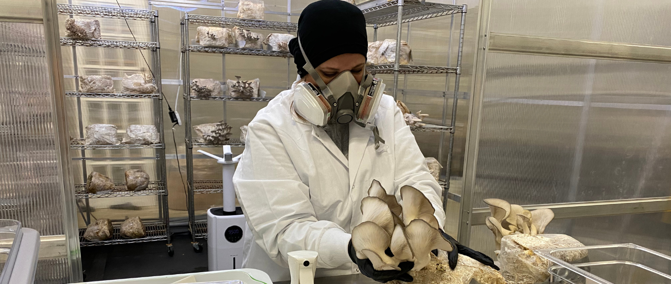 Inside Our Mushroom Grow Room: Elevating Culinary Delights