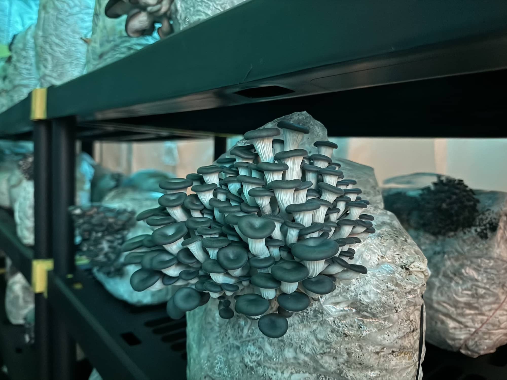 Blue Oyster Mushrooms