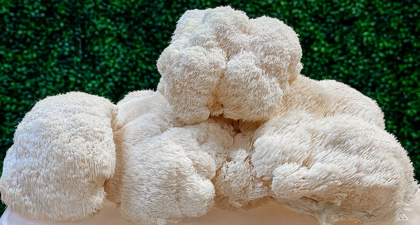 Lion's Mane mushrooms