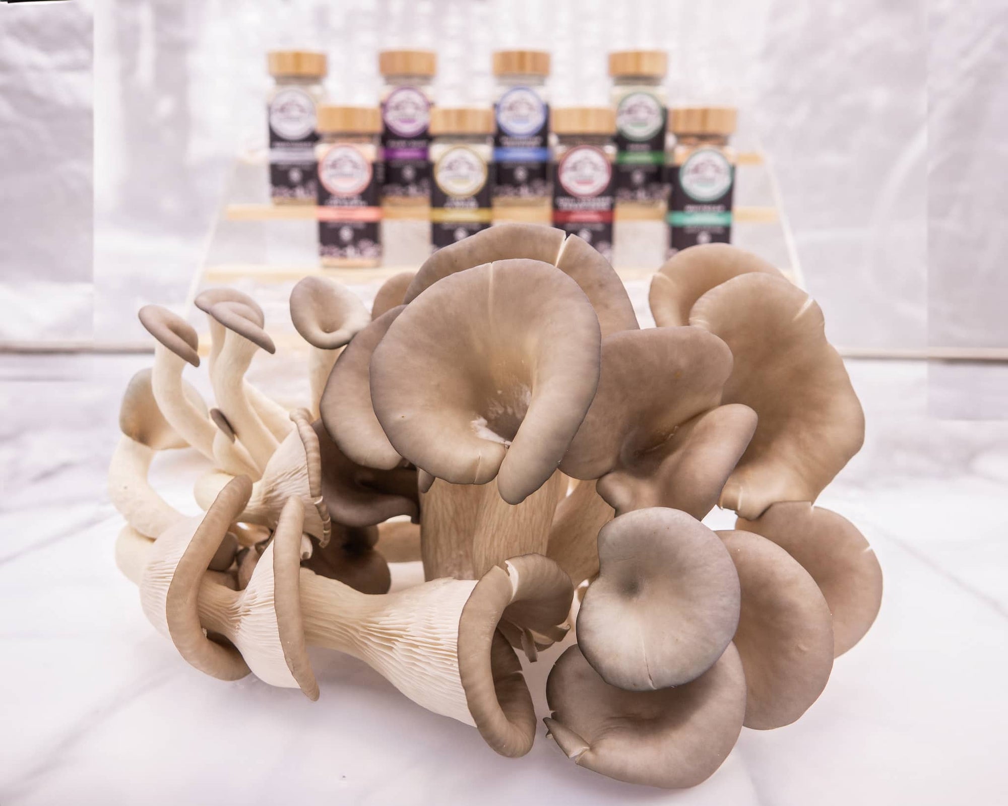 Oyster mushrooms