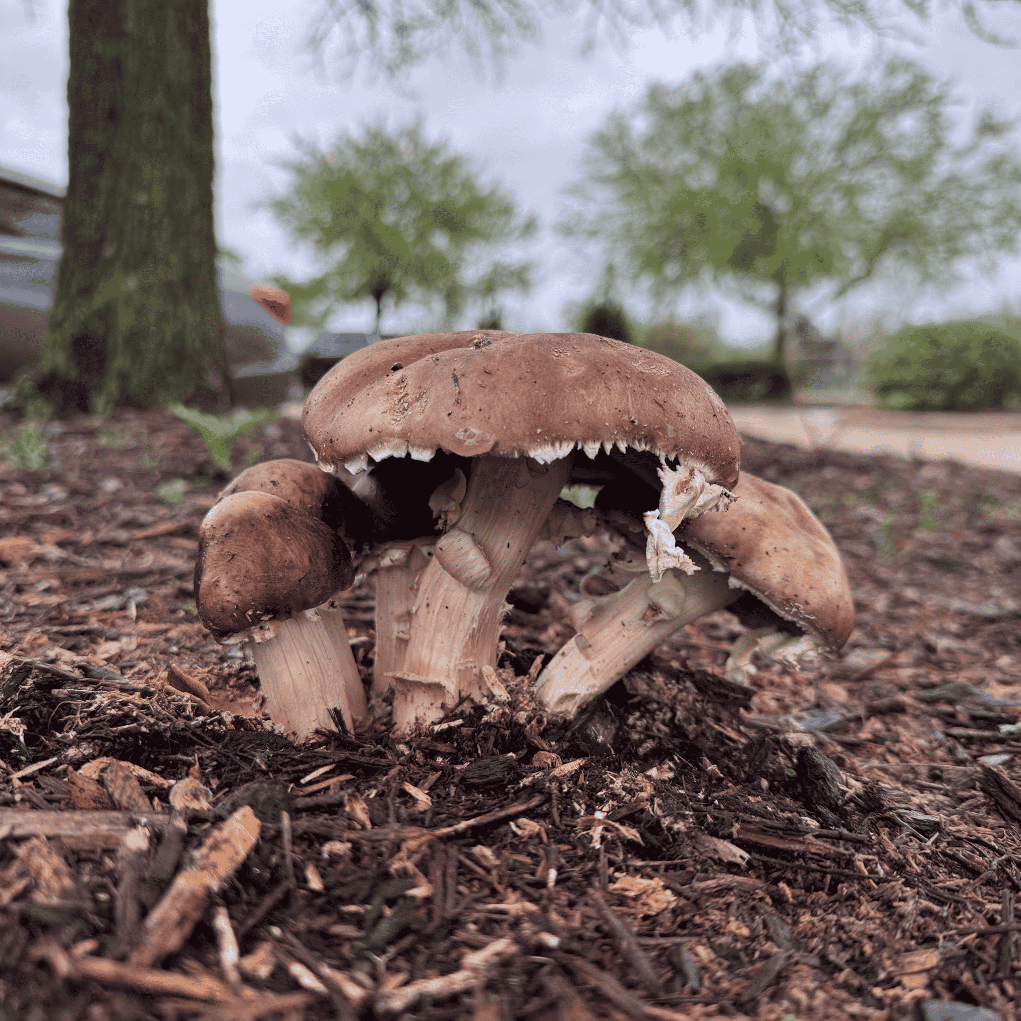 How Mushrooms Help the Planet!