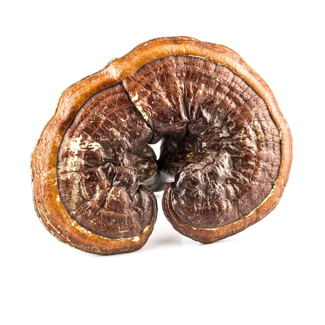 Reishi Mushroom