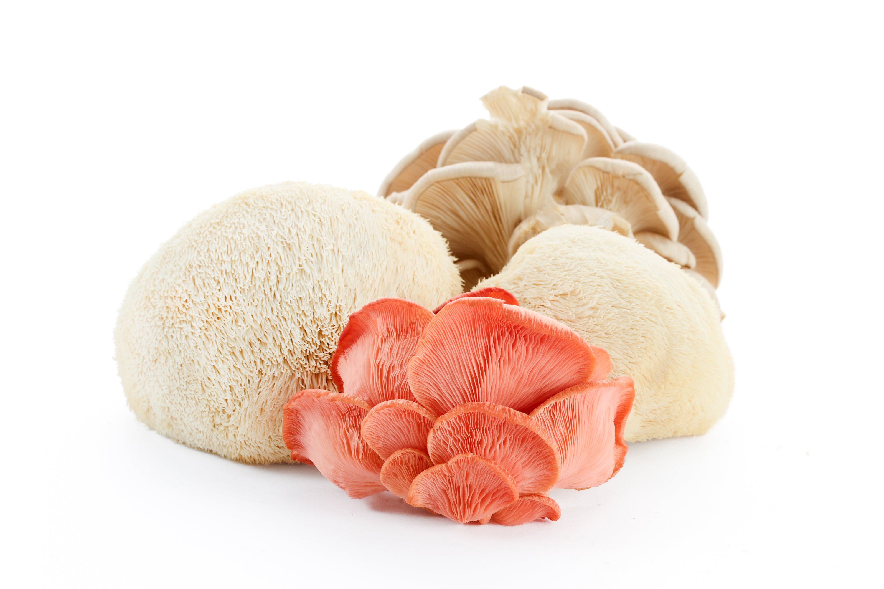 Fresh Mushroom Variety Pack