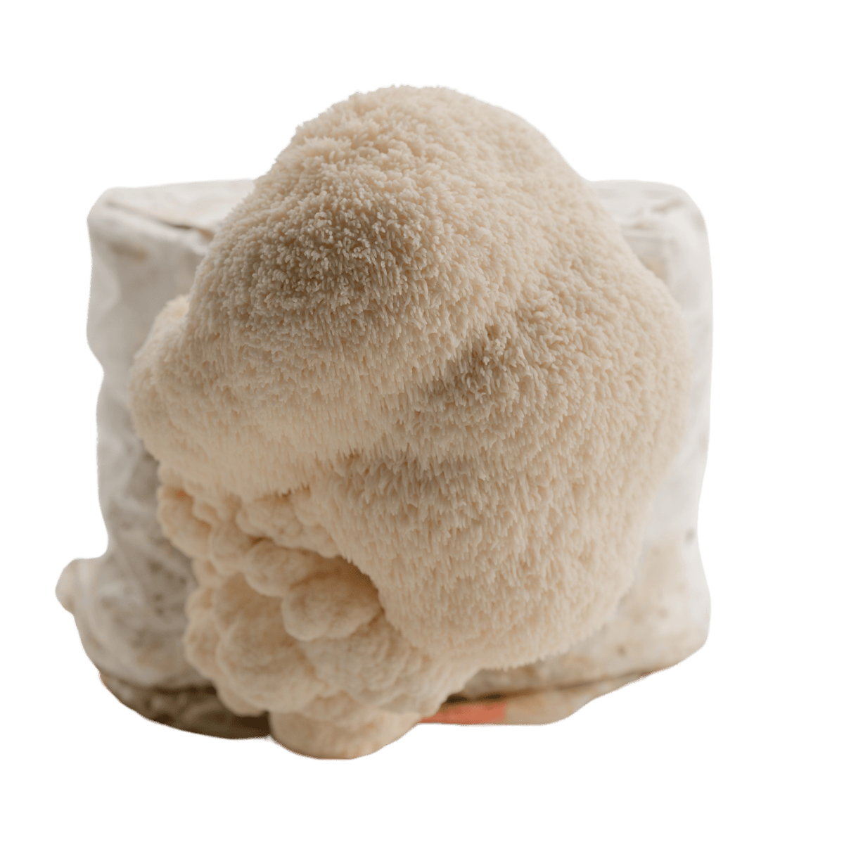 Lion's Mane Mushroom Fruiting Block