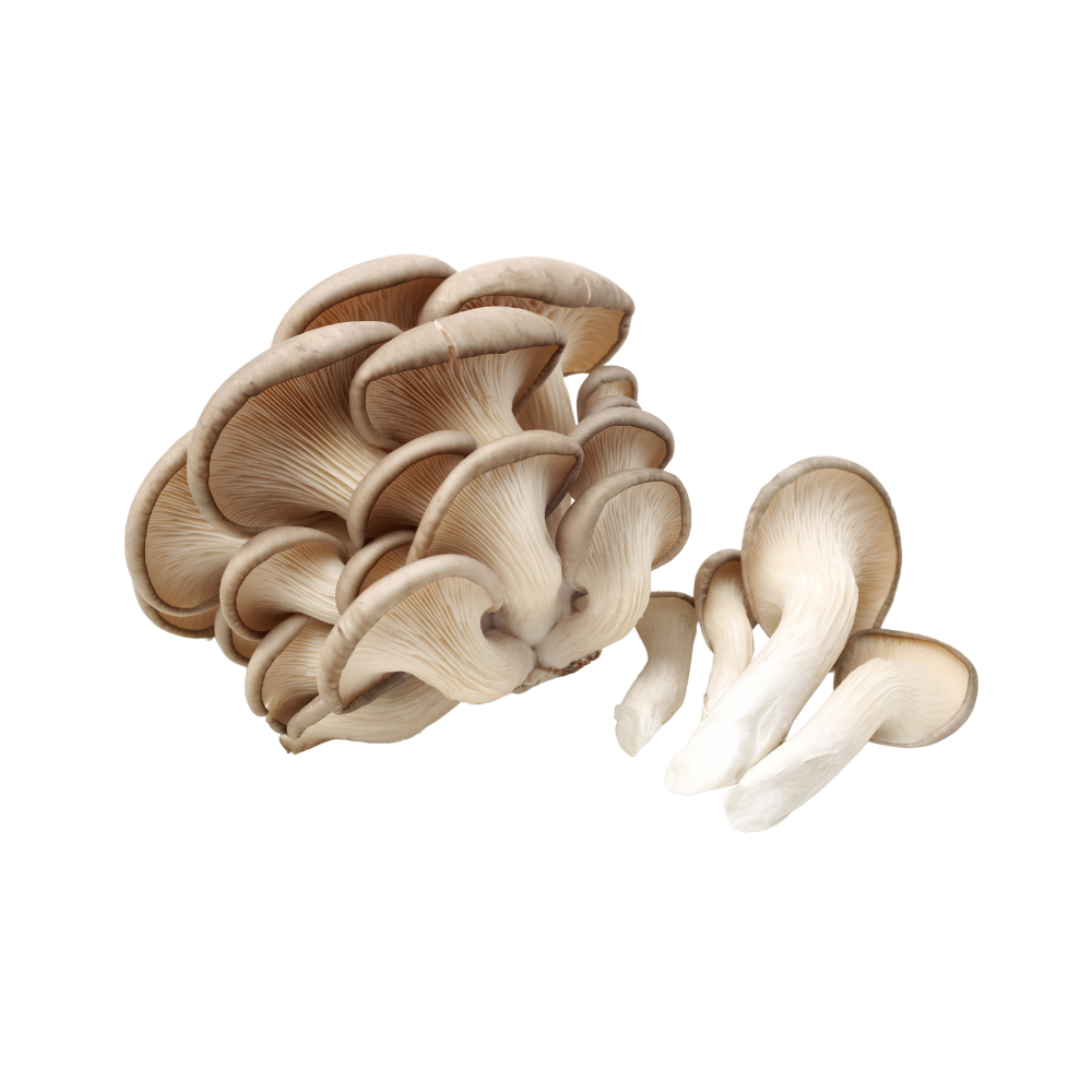 Blue Oyster Mushrooms