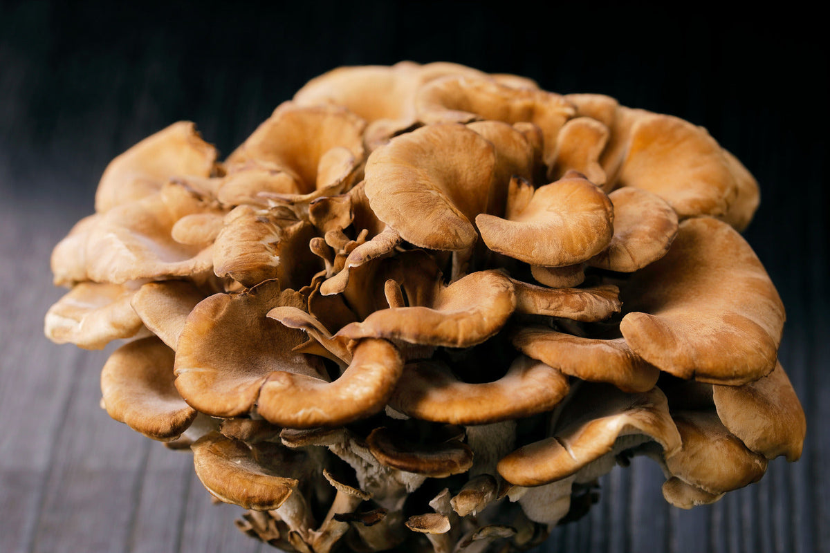 Large cluster of fresh maitake mushrooms on a dark wooden surface