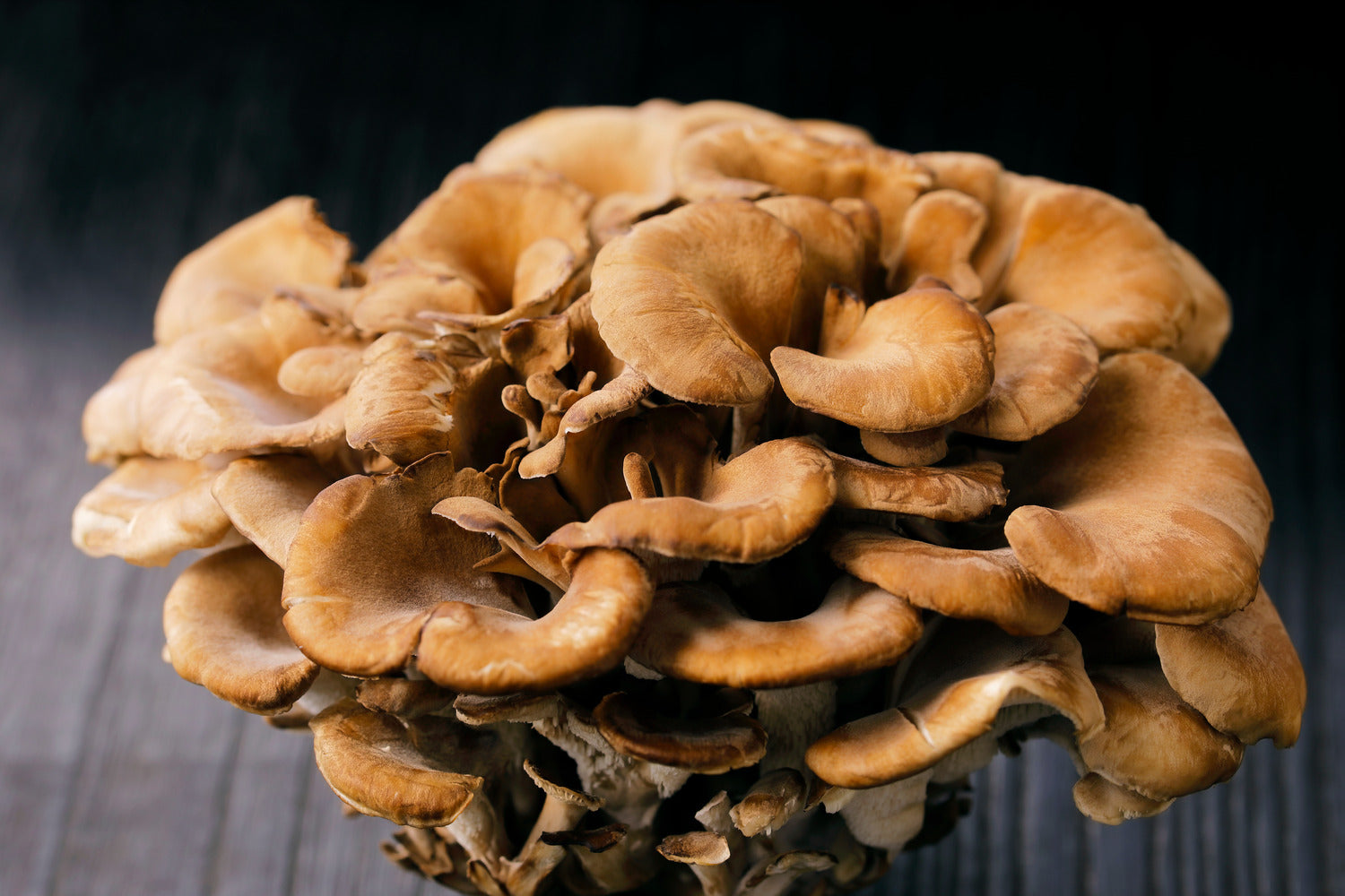 Large cluster of fresh maitake mushrooms on a dark wooden surface
