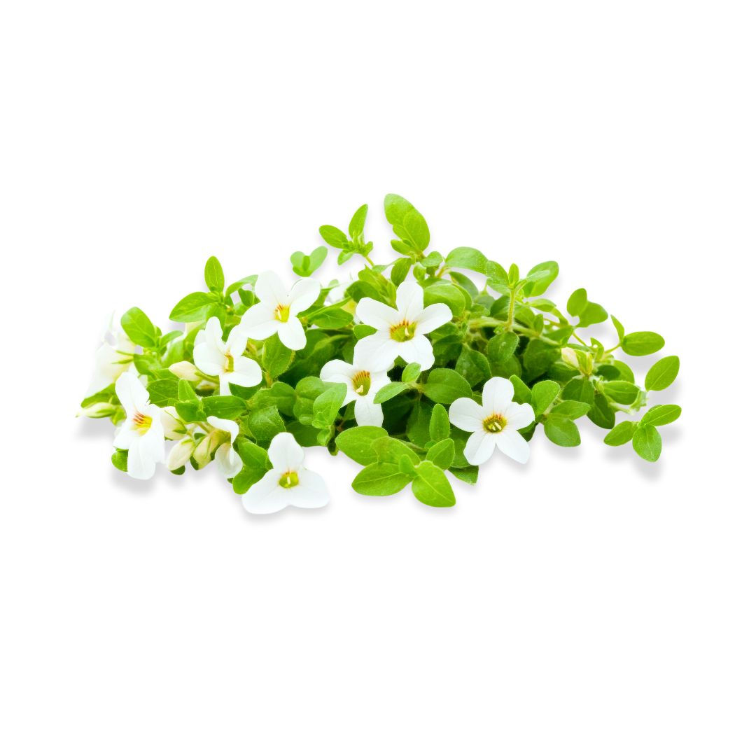 Bacopa monnieri plant with small white flowers and fleshy green leaves