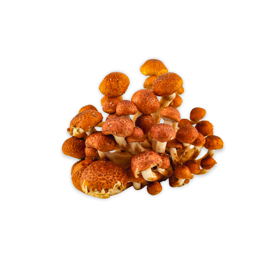 Cluster of chestnut mushrooms with tan caps and pale stems
