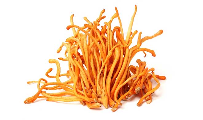 Cluster of bright orange cordyceps militaris on a white background