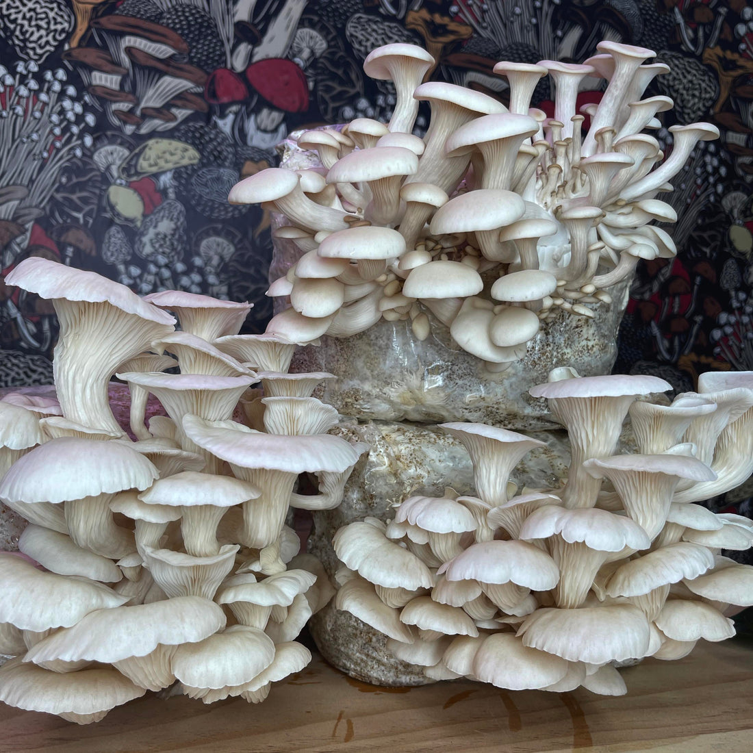 Fresh oyster mushrooms
