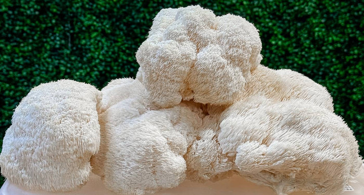 Unveiling the Benefits of Lion's Mane Mushroom: A Natural Wonder
