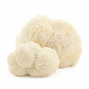 Two fresh lion's mane mushrooms with shaggy white spines