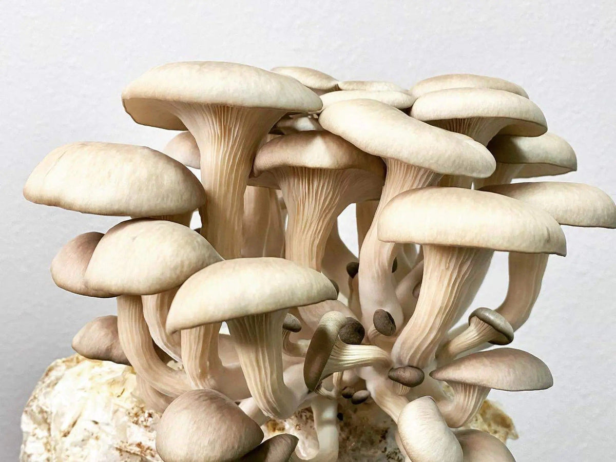 Cluster of oyster mushrooms fruiting from a substrate block