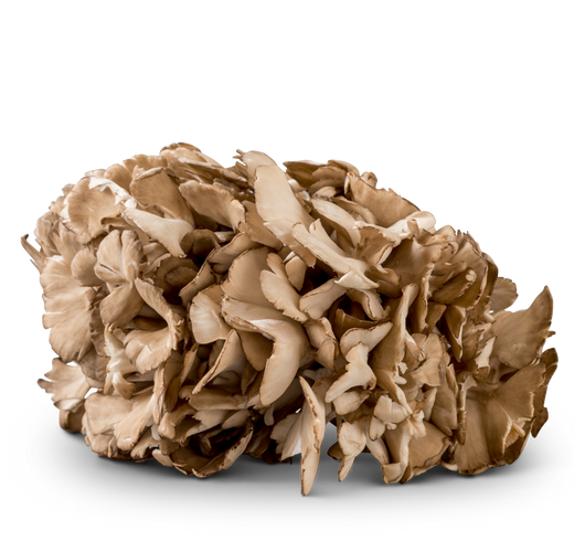 Maitake Mushroom