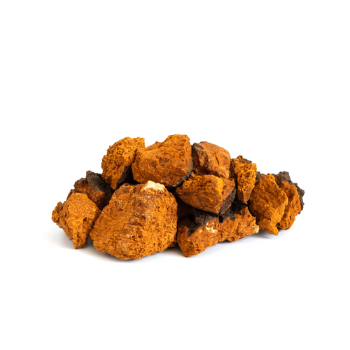 Chaga Mushroom