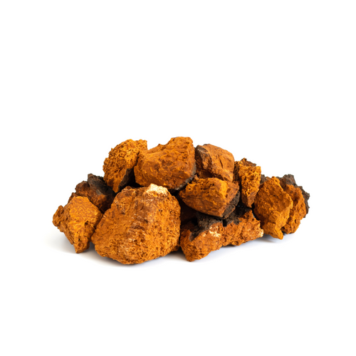 Pile of raw chaga chunks showing their orange interior, on a white background