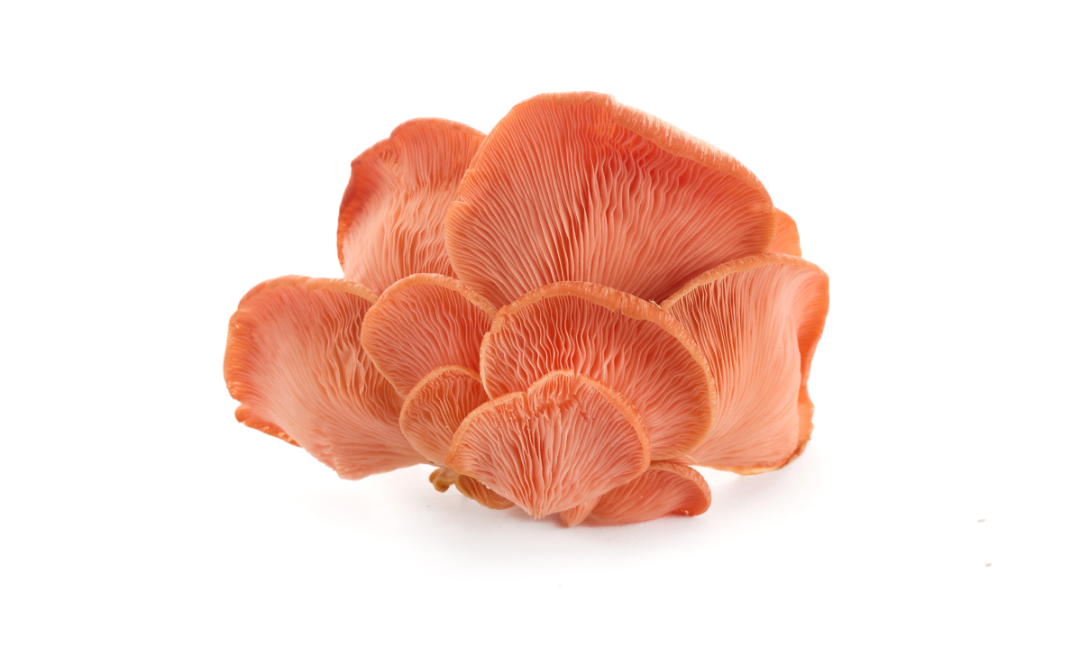 Fan of bright pink oyster mushrooms on a white background