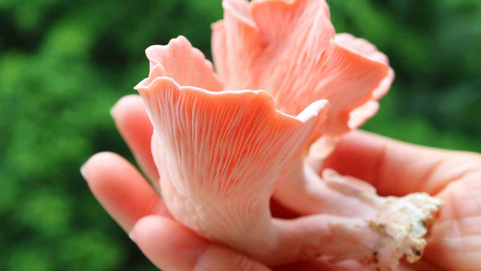 Pink Oyster mushrooms