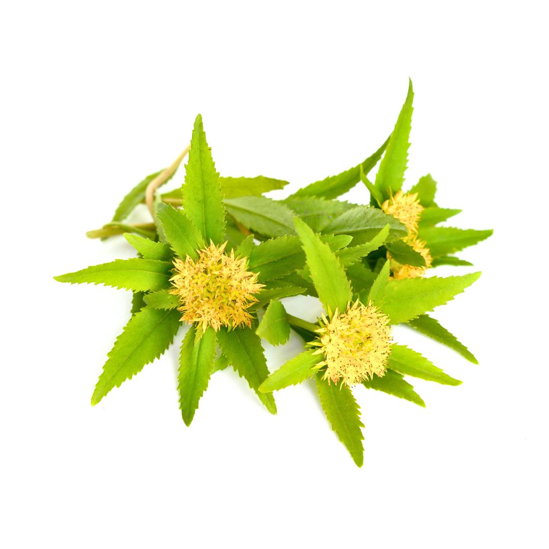 Rhodiola rosea plant with serrated leaves and yellow flower heads