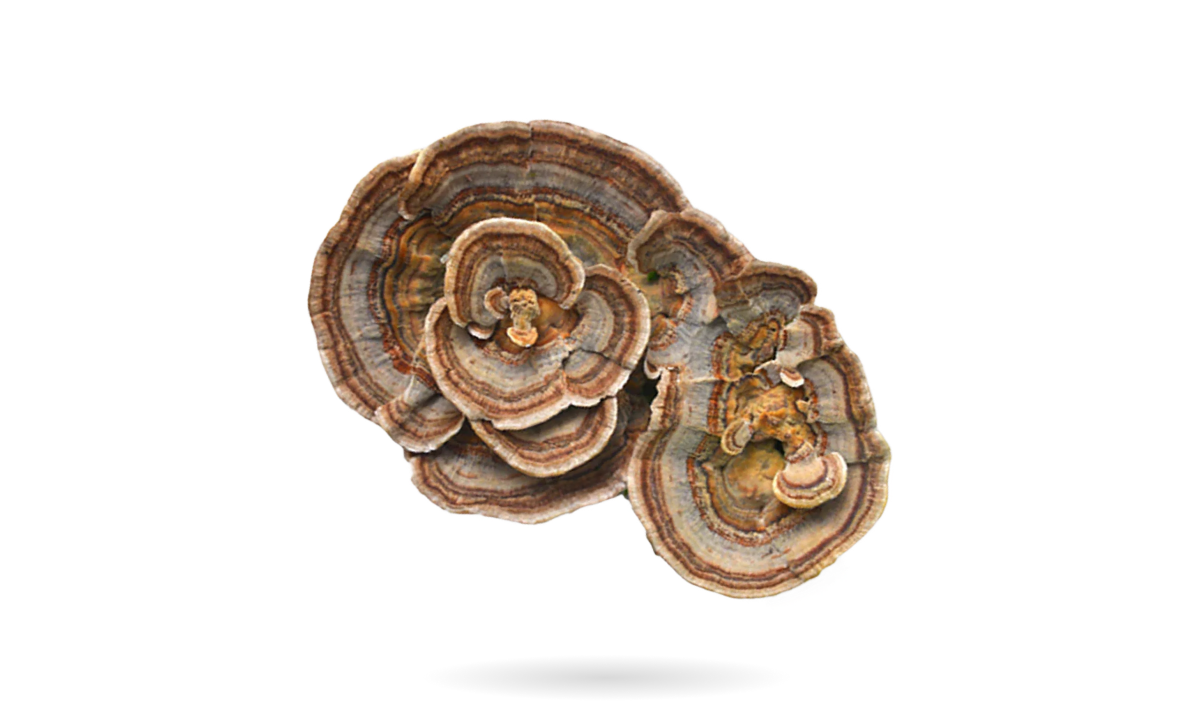 Two turkey tail bracket mushrooms showing their banded concentric rings