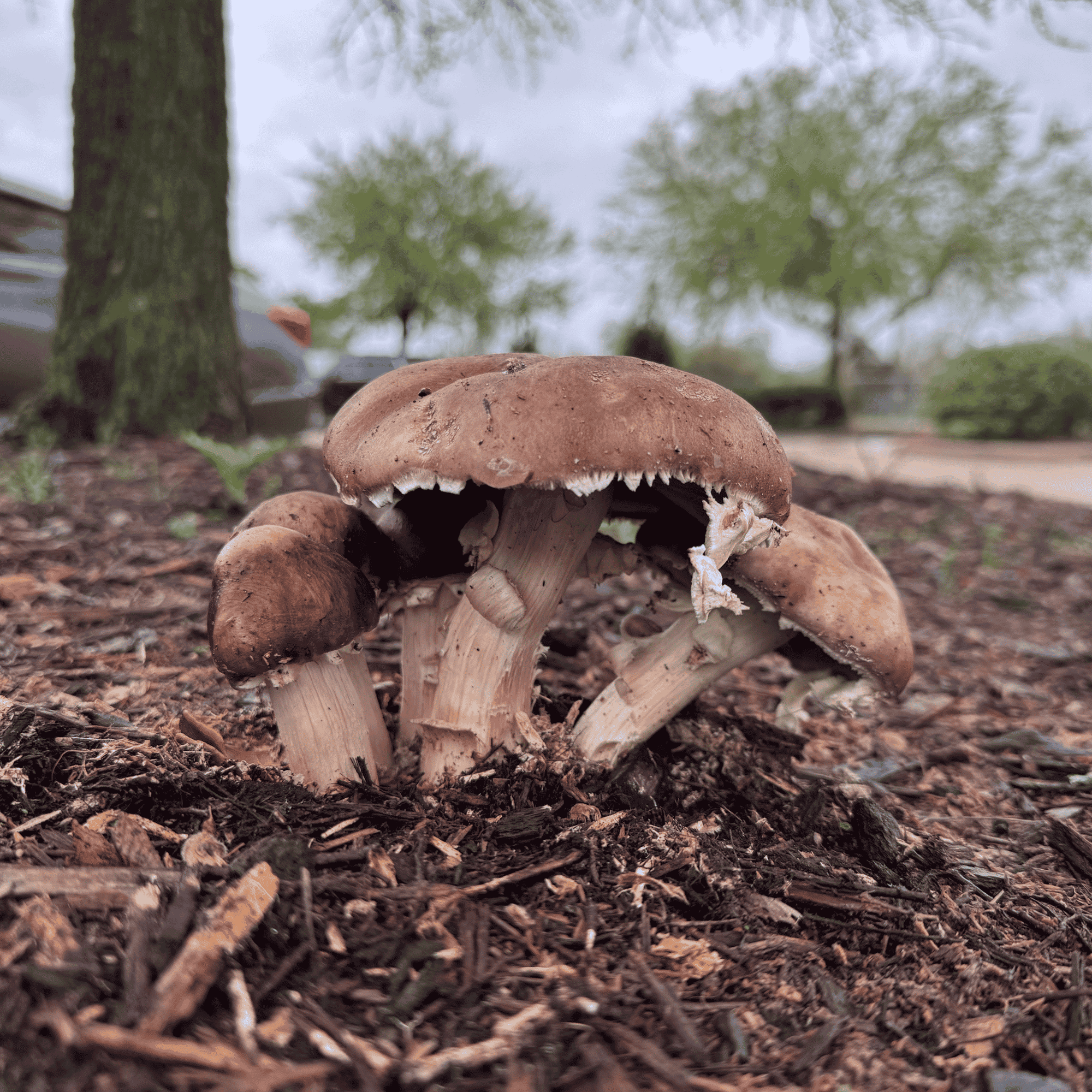 How Mushrooms Help the Planet!
