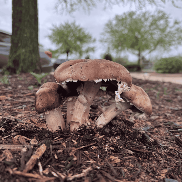 How Mushrooms Help the Planet!