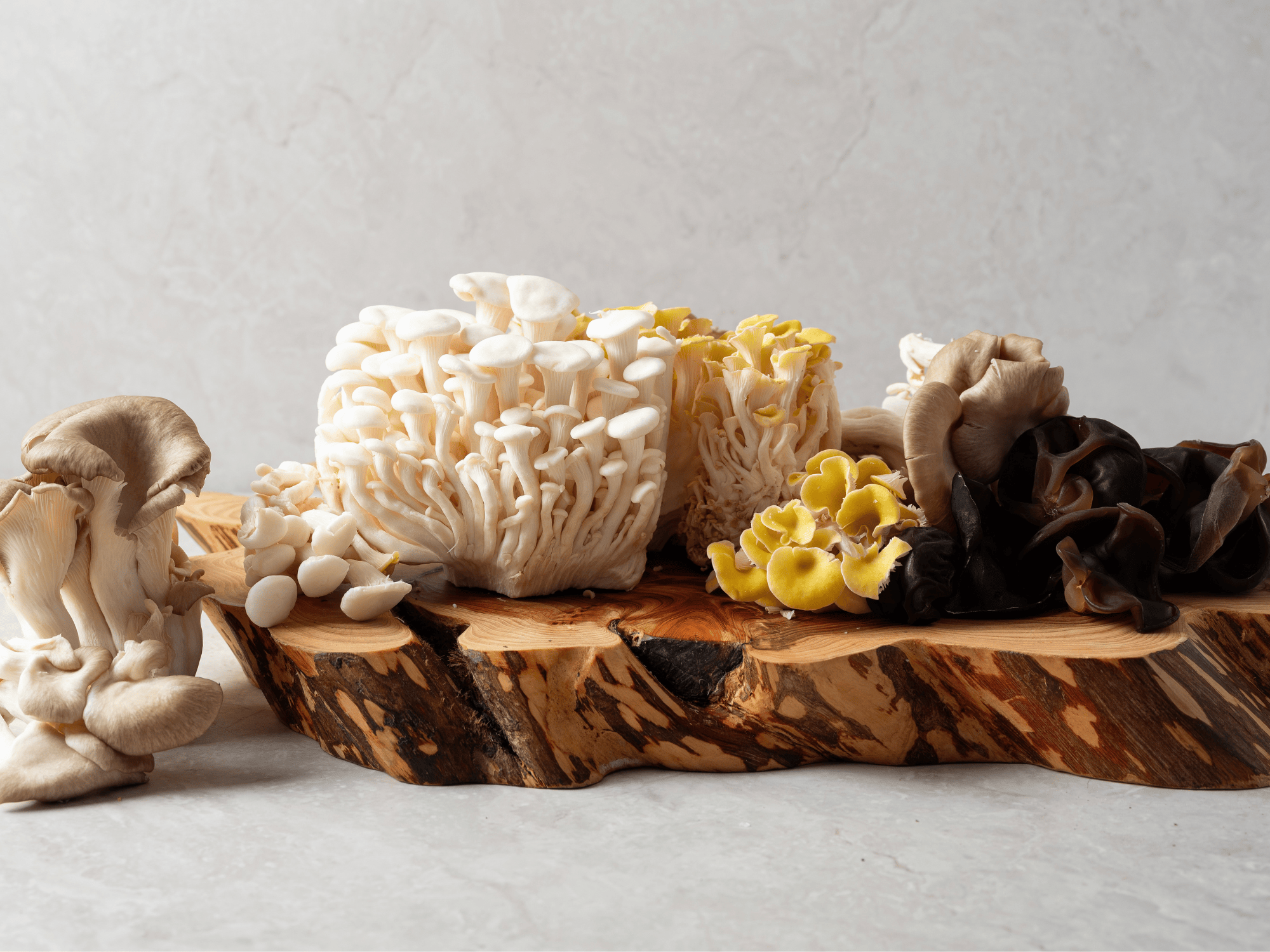Functional Mushroom Safety: Side Effects, Interactions, and Myths