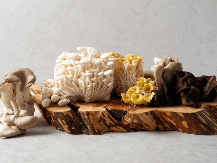 Functional Mushroom Safety: Side Effects, Interactions, and Myths