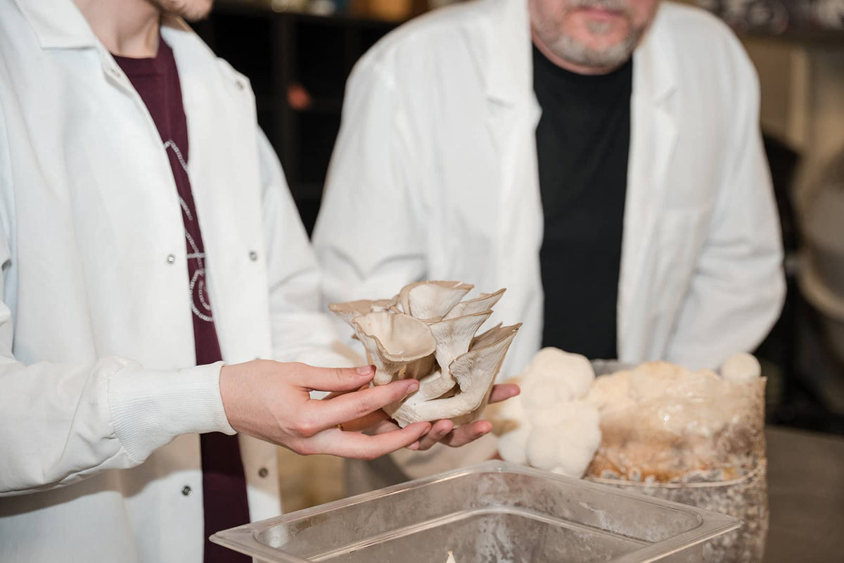 Two people in white lab coats examining an oyster mushroom in the grow room