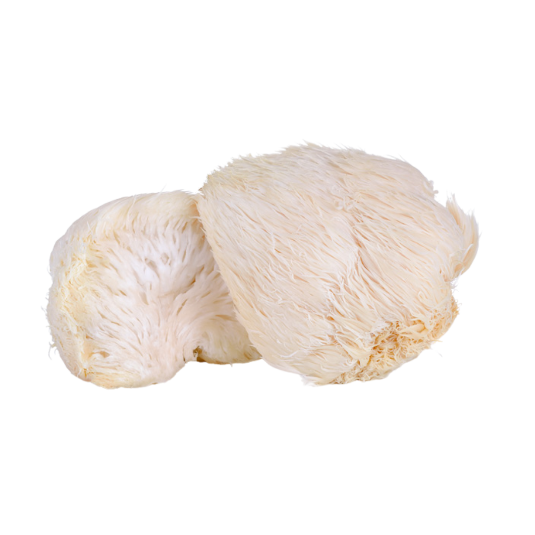 Lion's Mane Mushroom