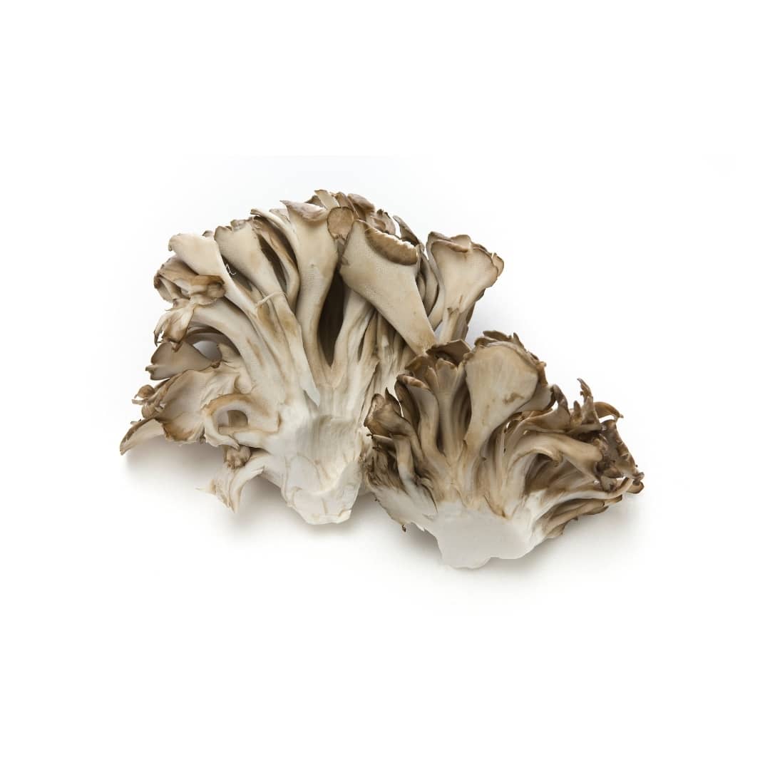 Two clusters of maitake mushrooms with ruffled overlapping fronds