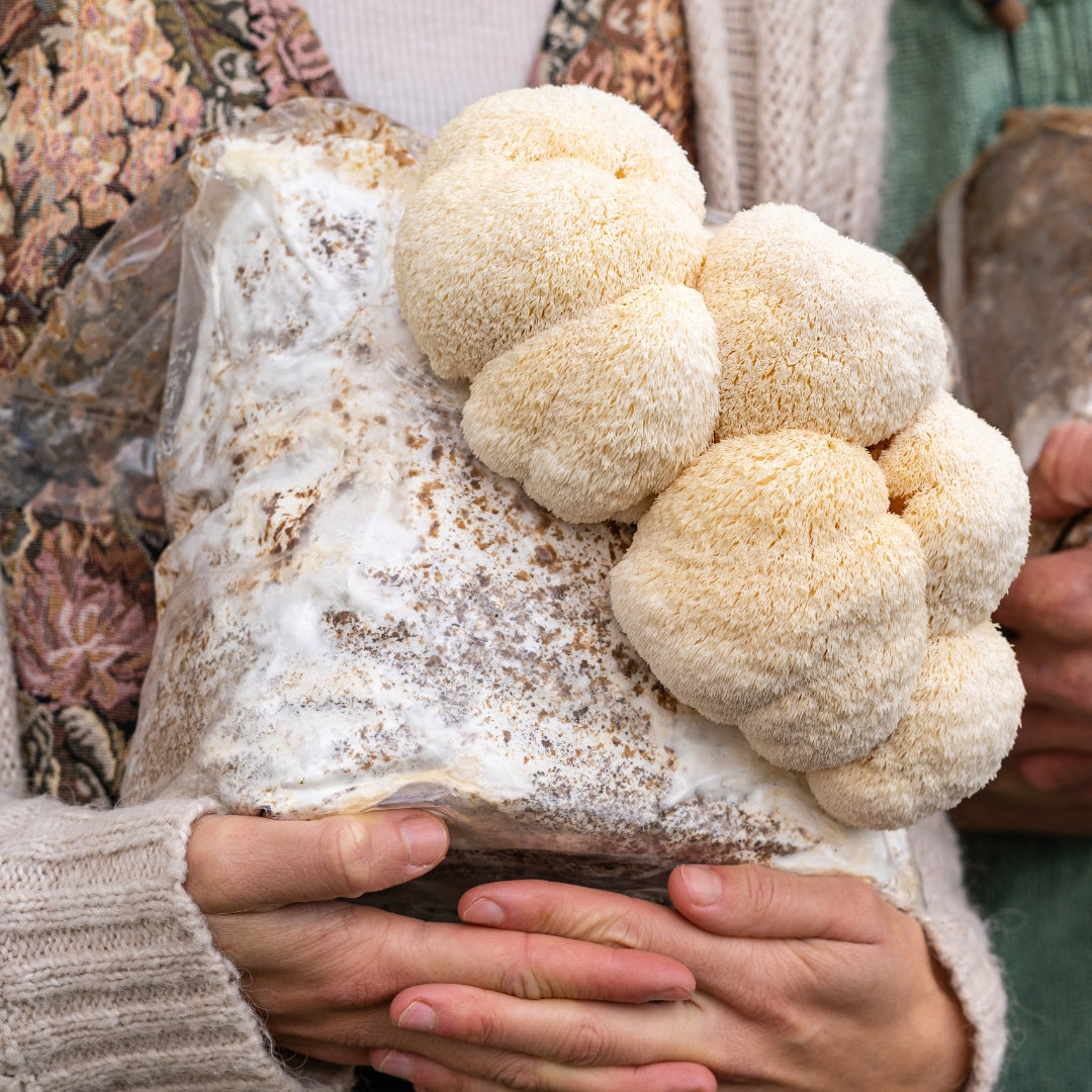 Person holding a lion's mane fruiting block with several mushrooms fruiting from it