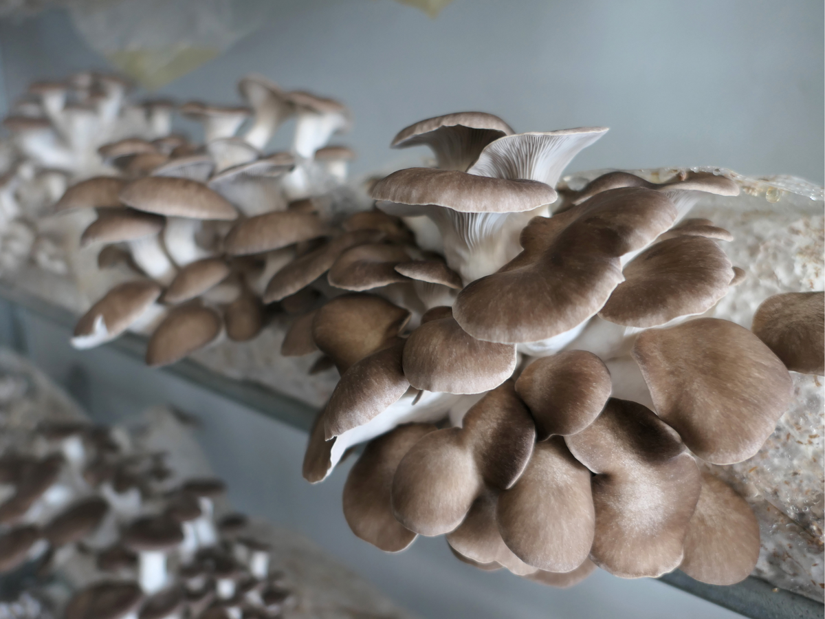 Oyster mushrooms fruiting in dense clusters from a substrate block in the grow room