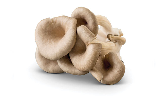 Cluster of grey-brown blue oyster mushrooms on a white background