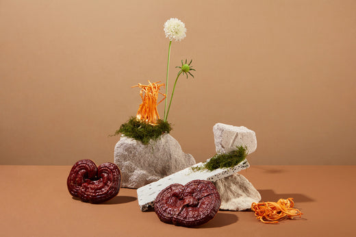 Styled still life of dried reishi and cordyceps arranged on pale stone with moss and flowers