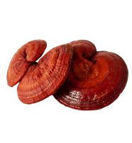 Reishi Mushroom