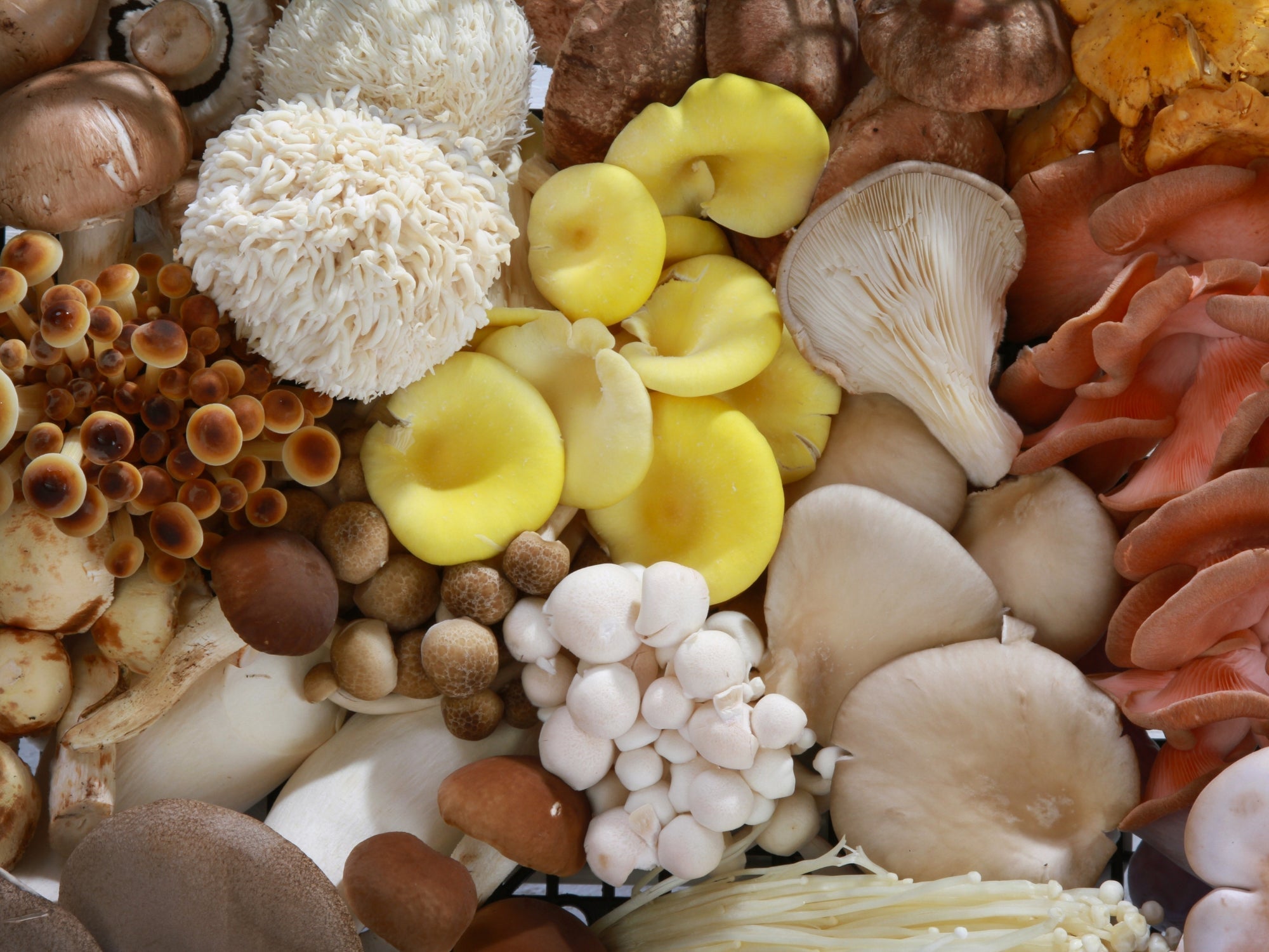 Overhead spread of many mushroom varieties including lion's mane, golden oyster, pink oyster and enoki