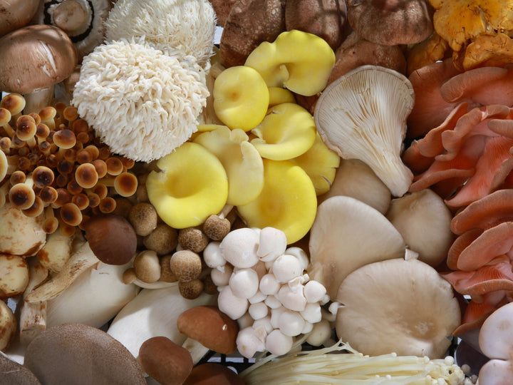 Roots of Wellness: How the World Uses Mushrooms in Cuisine & Healing