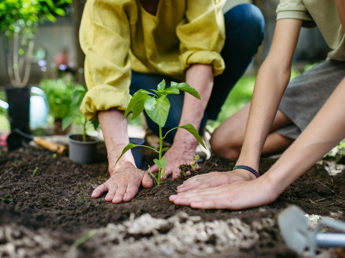 Two pairs of hands planting a young seedling into garden soil