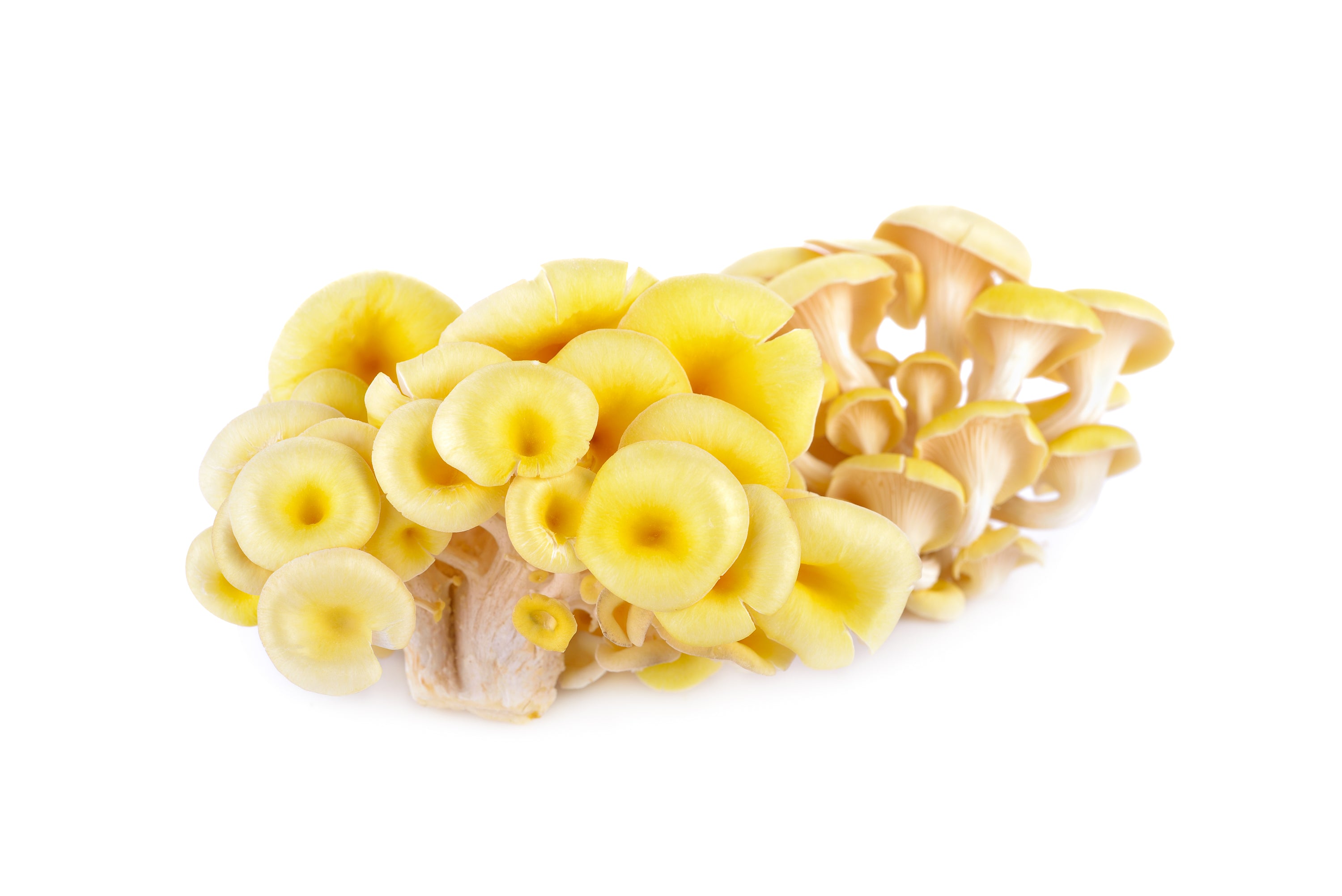 Golden Oyster Mushrooms