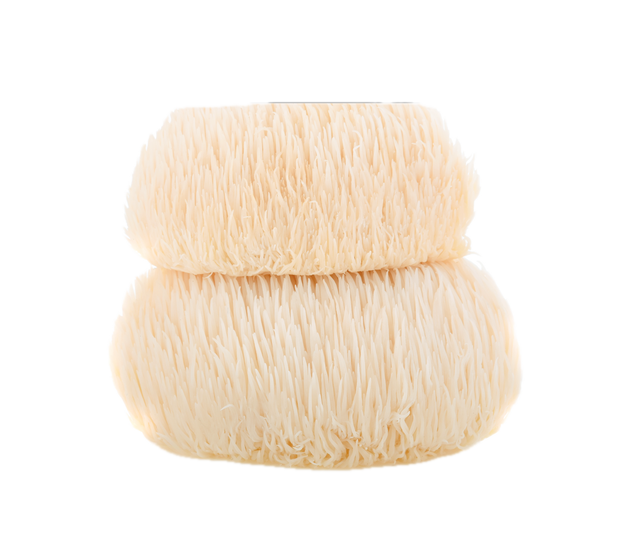 Lion's Mane Mushrooms