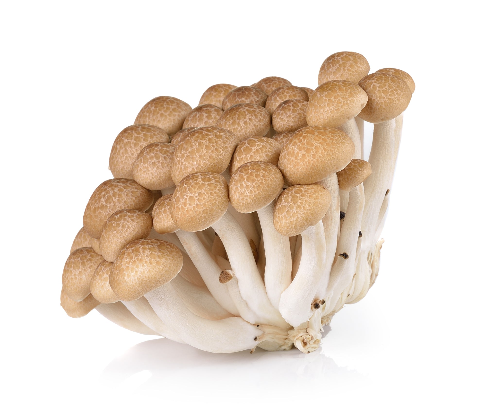 Beech Mushrooms