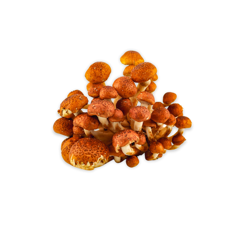 Chestnut Mushrooms