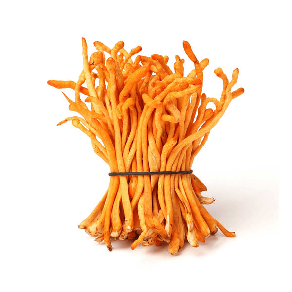 Cordyceps mushroom