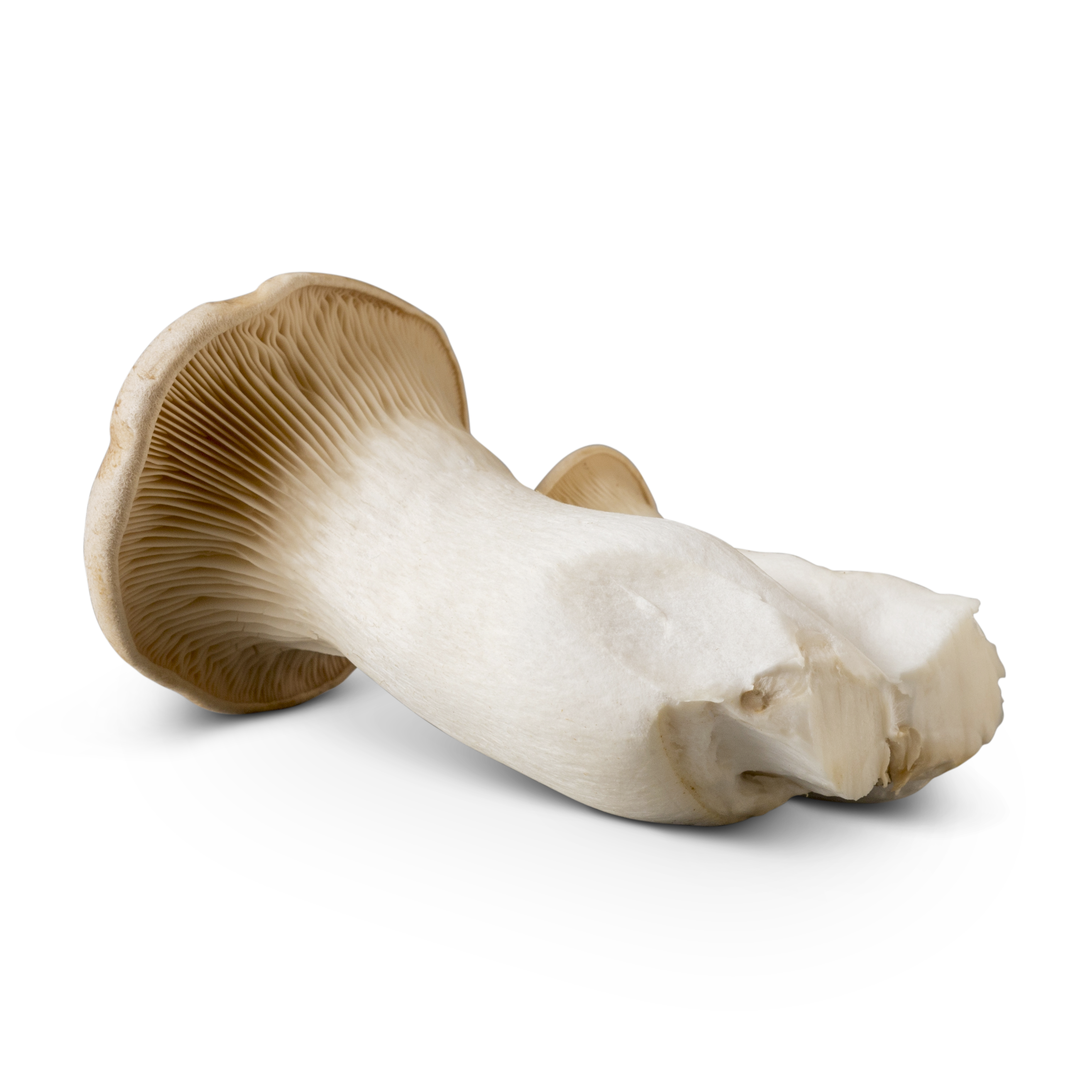 King Trumpet Mushrooms