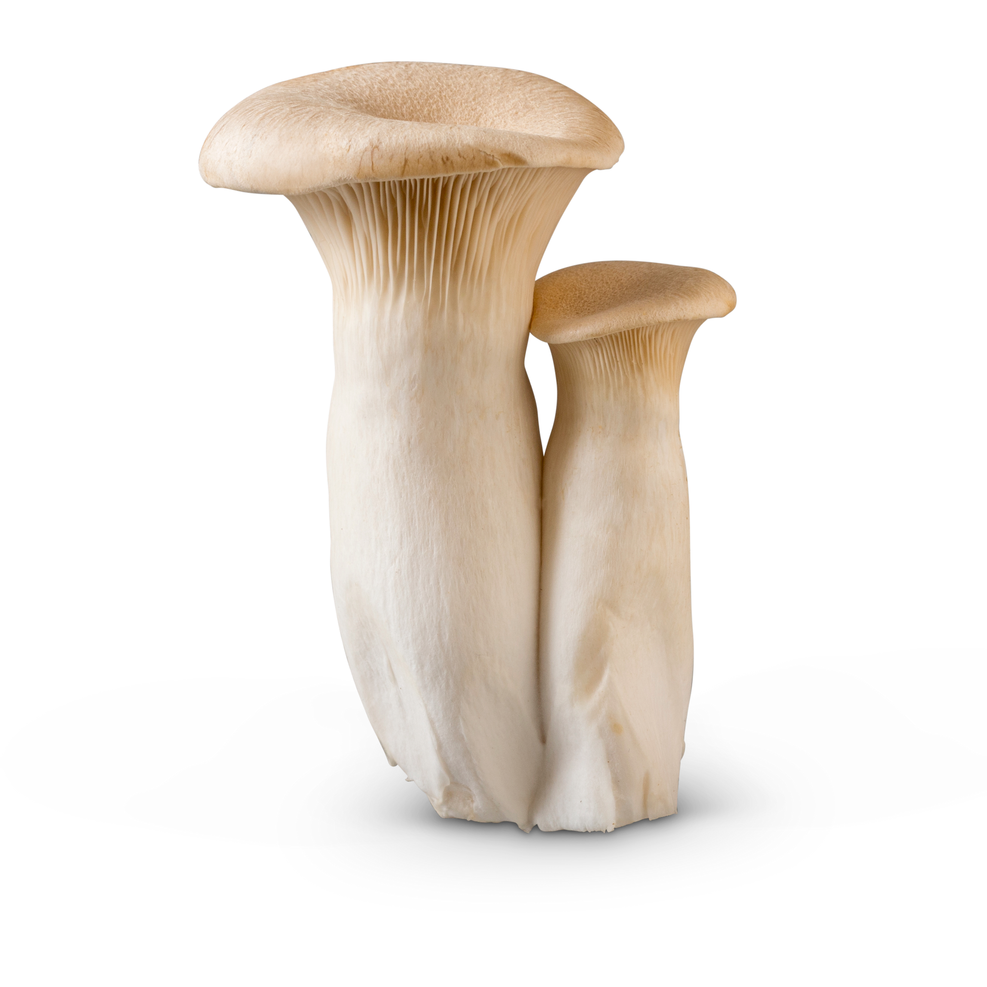 King Trumpet Mushrooms