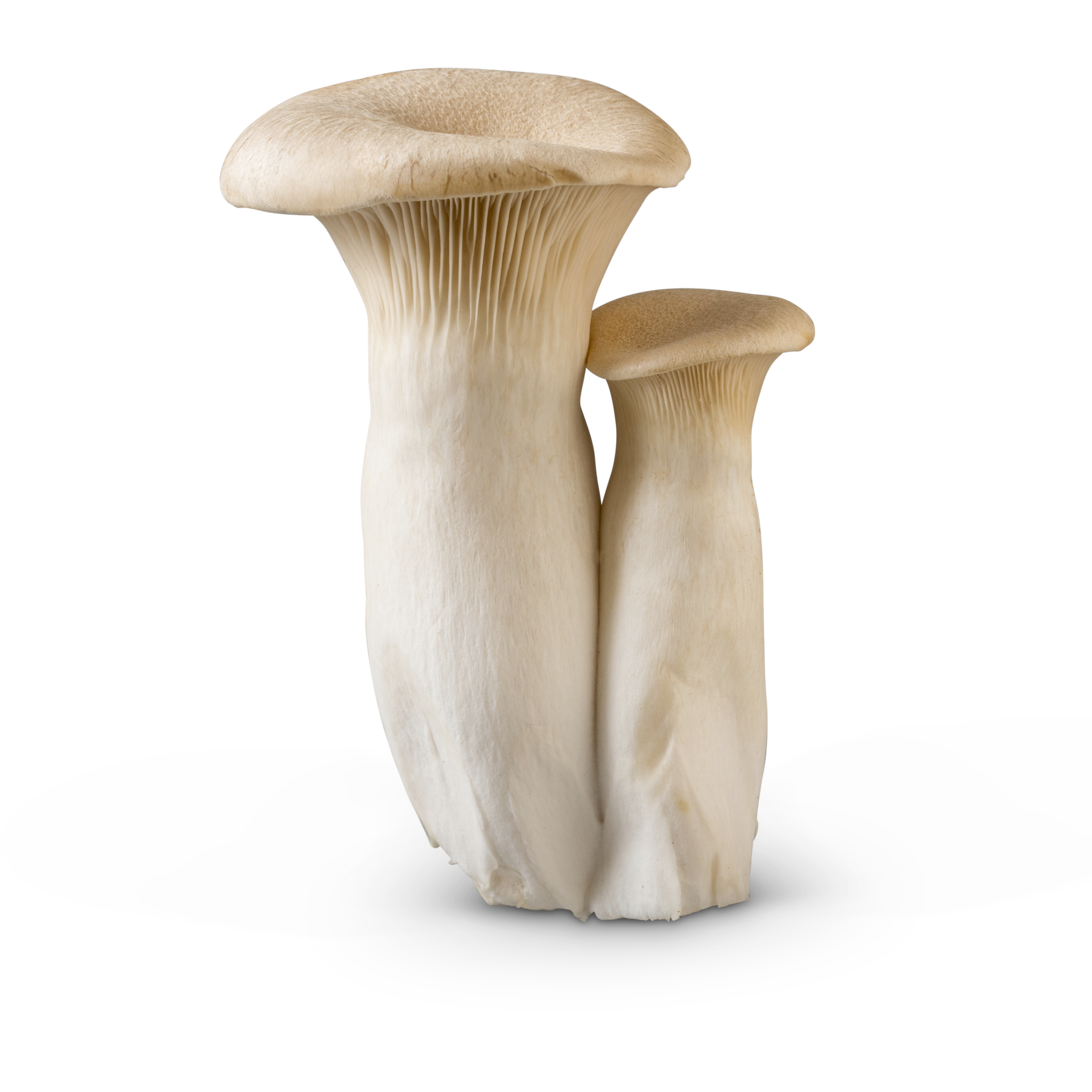 King Trumpet Mushrooms