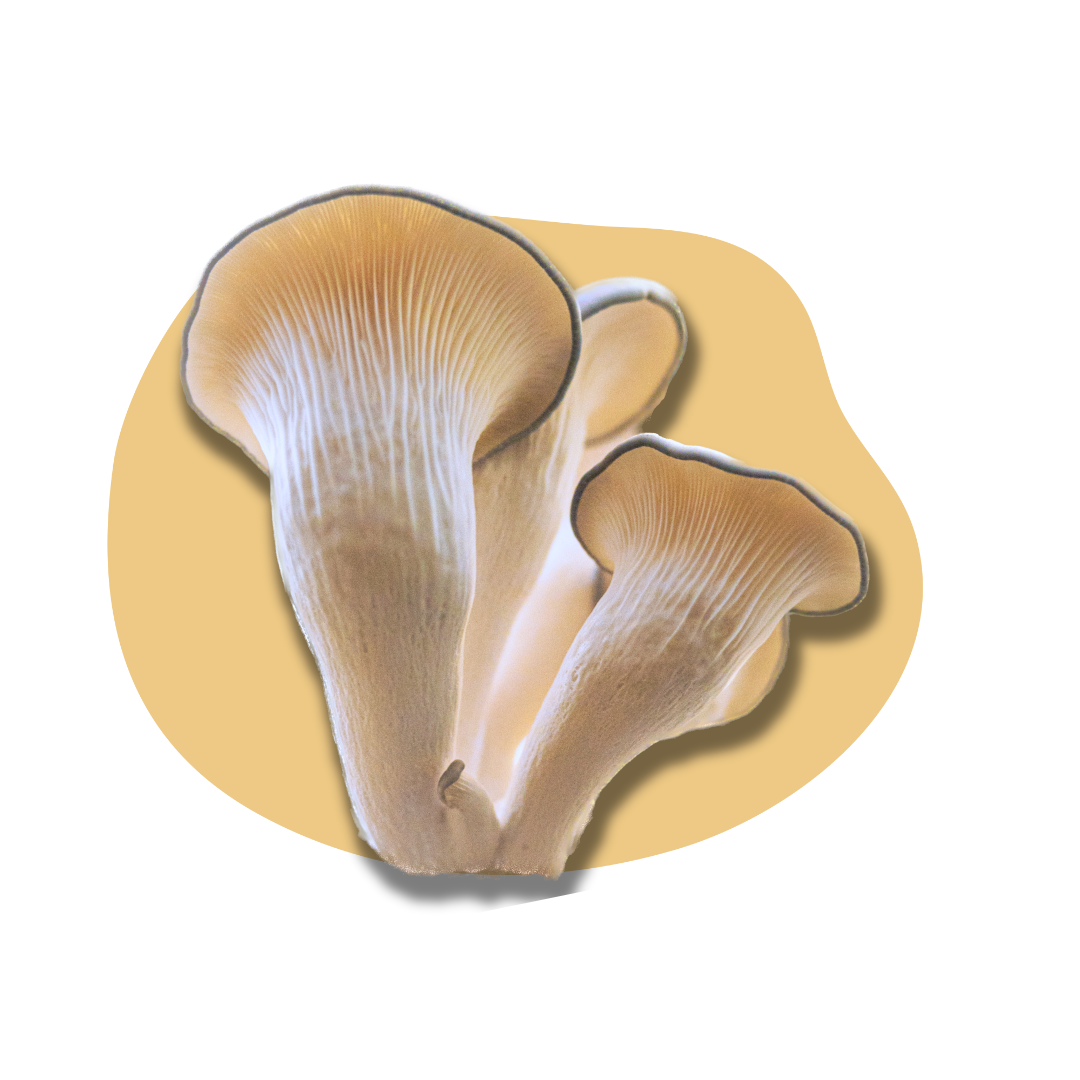 King Blue Oyster Mushroom
