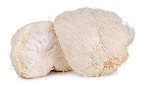 Lion's Mane mushroom